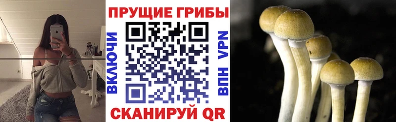 Галлюциногенные грибы Psilocybine cubensis Аксай